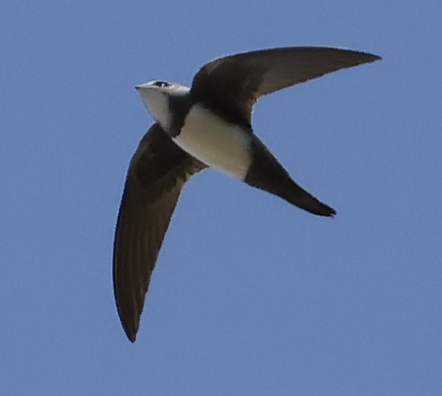 シロハラアマツバメ - ML652005921