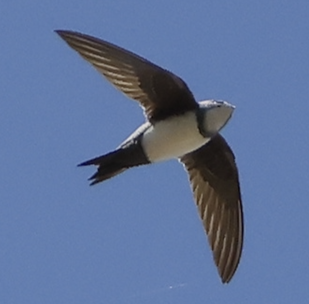 シロハラアマツバメ - ML652005922