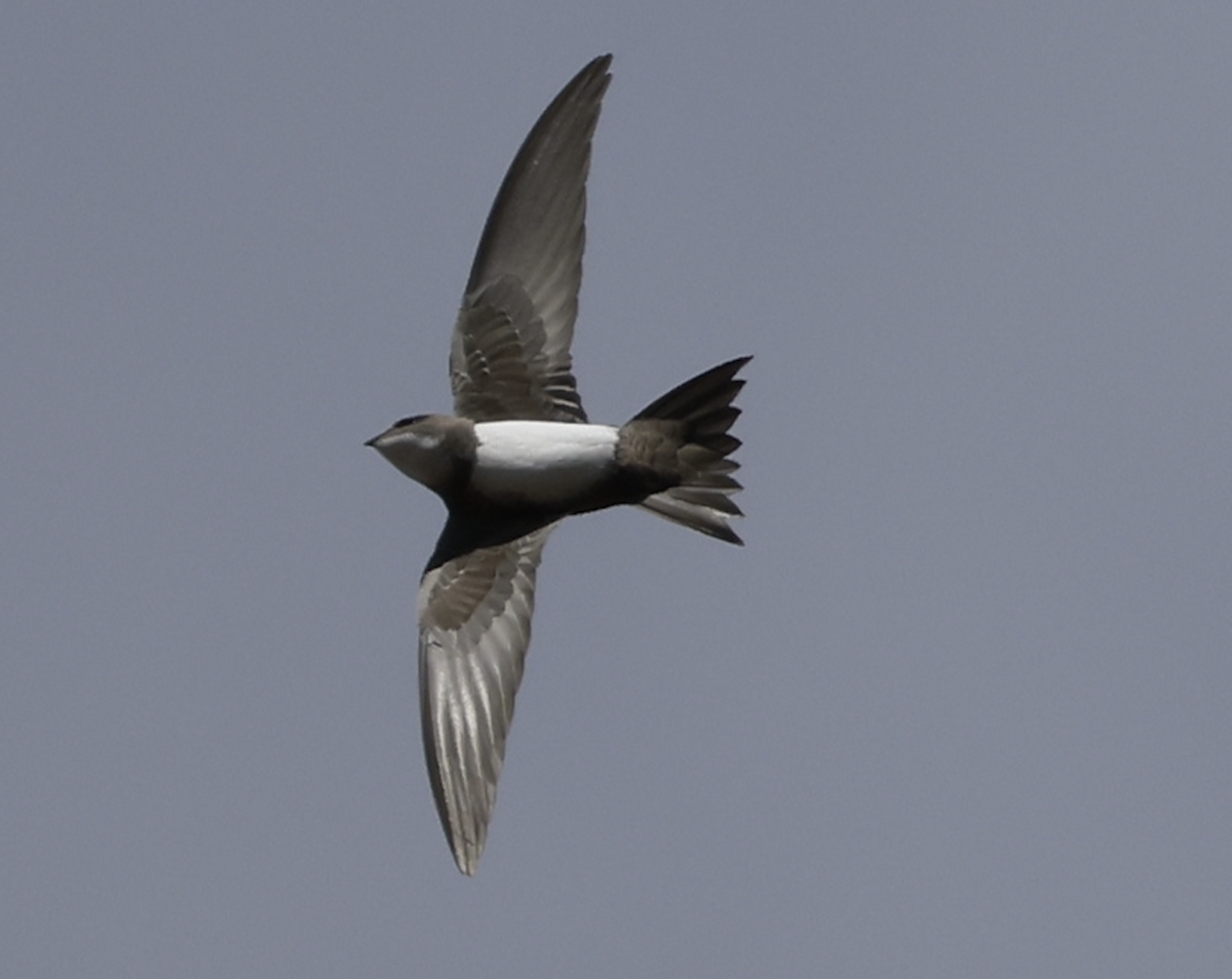 シロハラアマツバメ - ML652005923