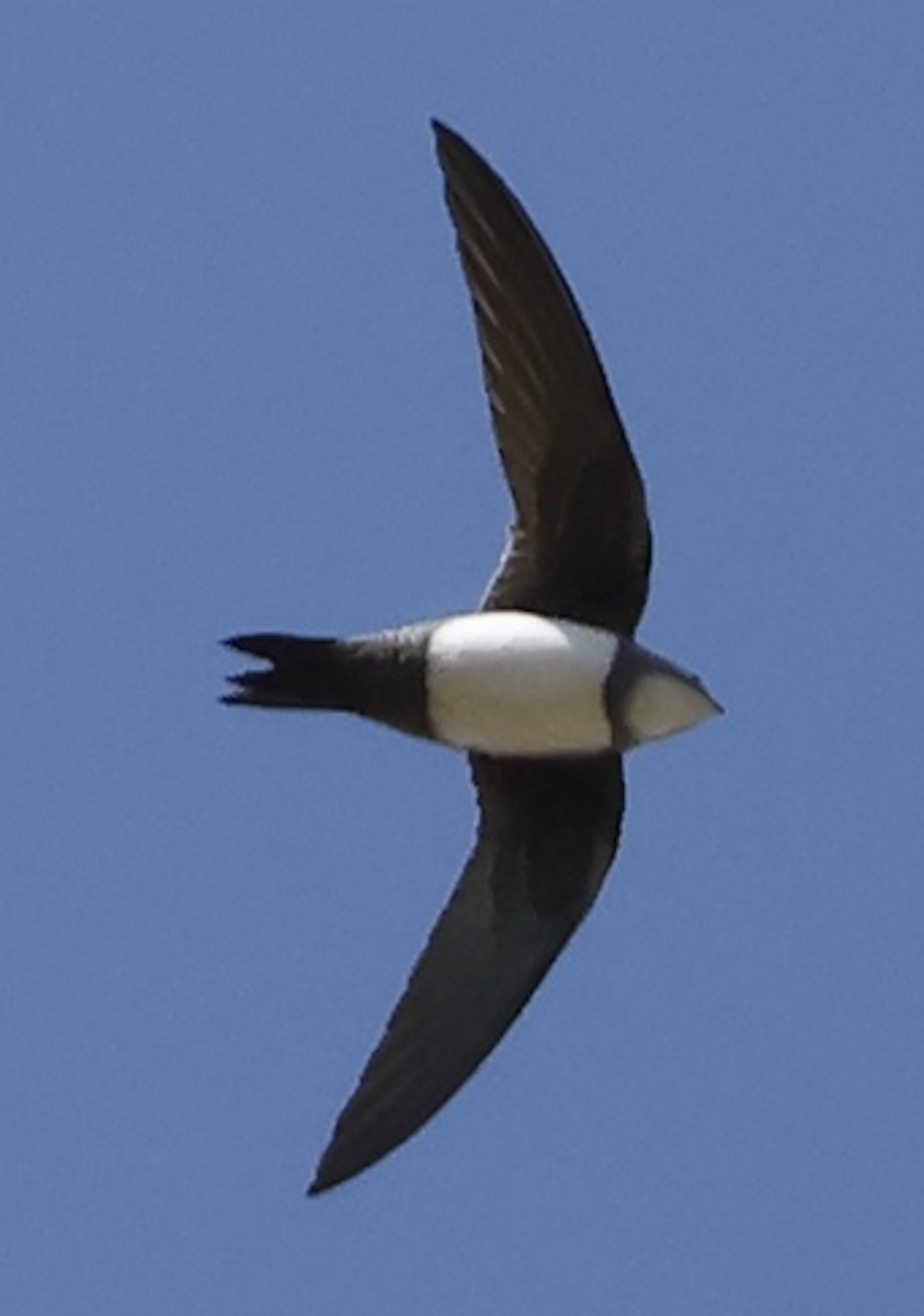 シロハラアマツバメ - ML652005924