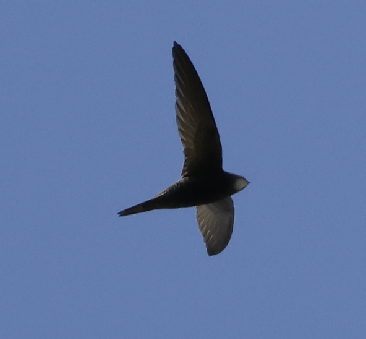 tårnseiler - ML652006193