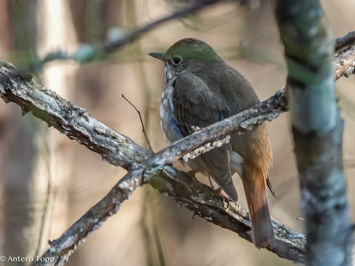 Hermit Thrush - ML652006489