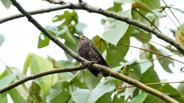 ヒメカレハゲラ - ML652006491