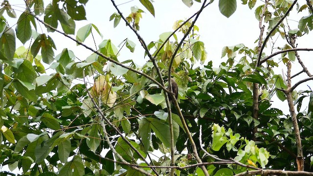 ヒメカレハゲラ - ML652006493