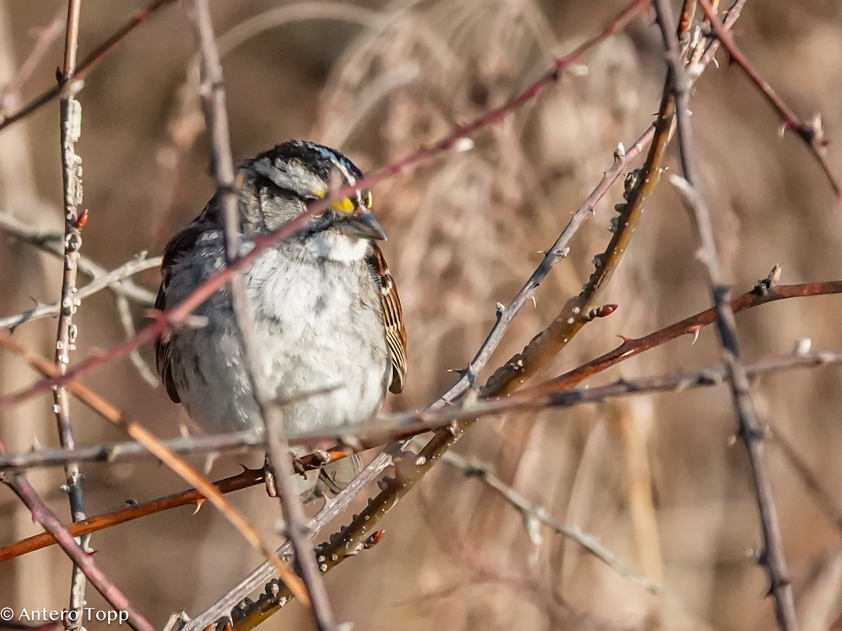 White-throated Sparrow - ML652006498