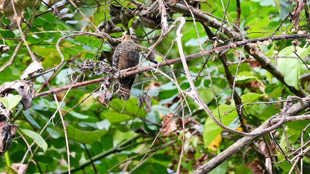 ヒメカレハゲラ - ML652006500