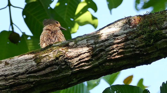 ヒメカレハゲラ - ML652006501