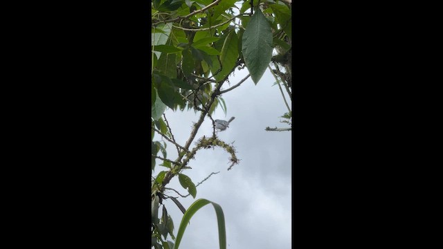 leskot bělolící - ML652006634