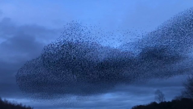 Storno - ML652007350