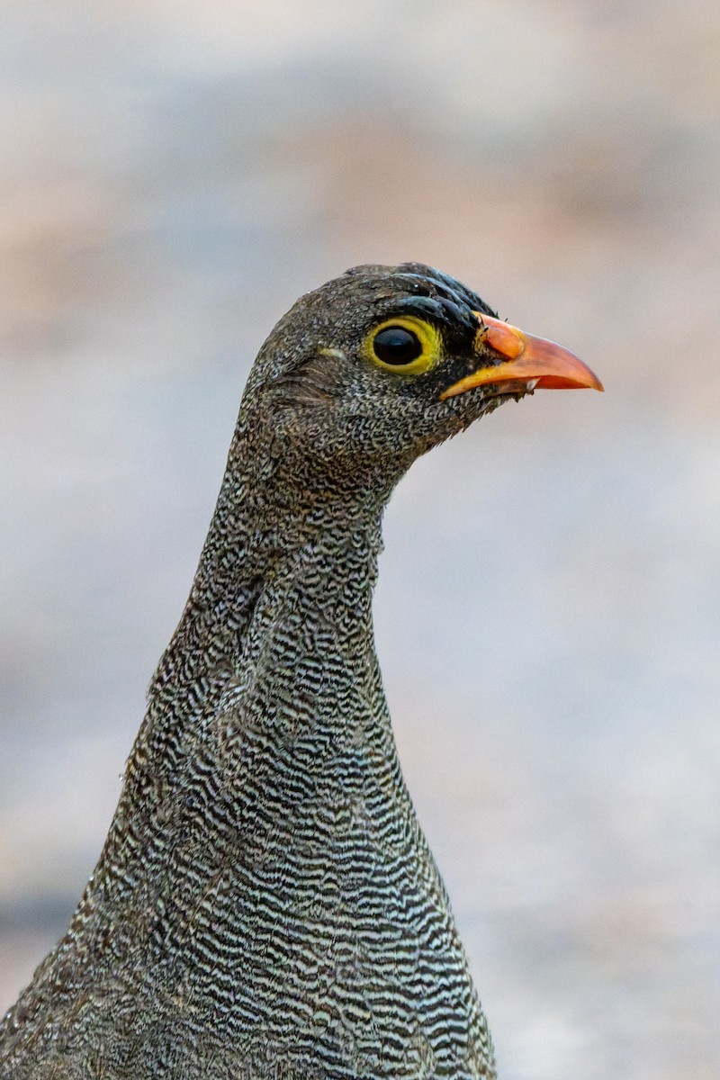 サザナミシャコ - ML652007414