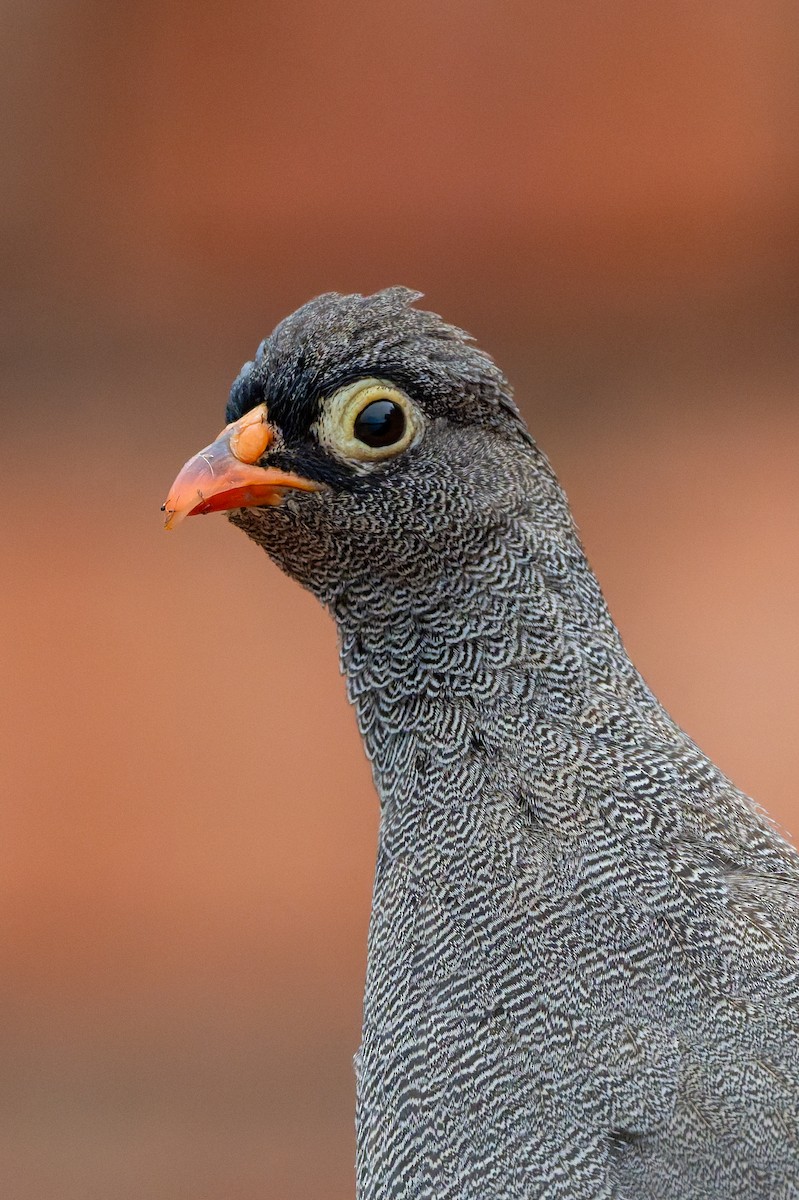 サザナミシャコ - ML652007418