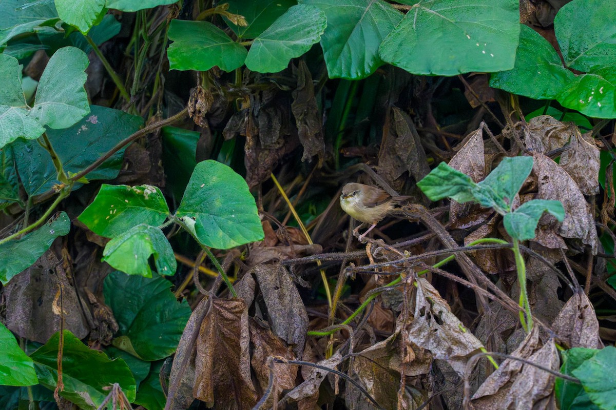 Tawny-flanked Prinia - ML652007842