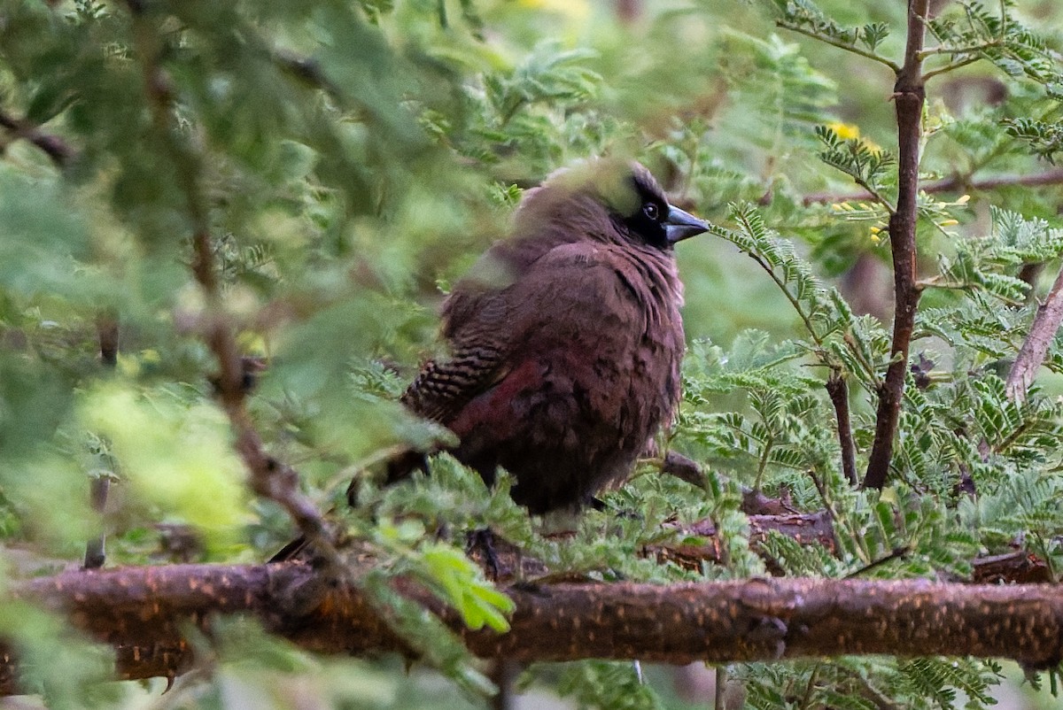 Black-faced Waxbill - ML652008326