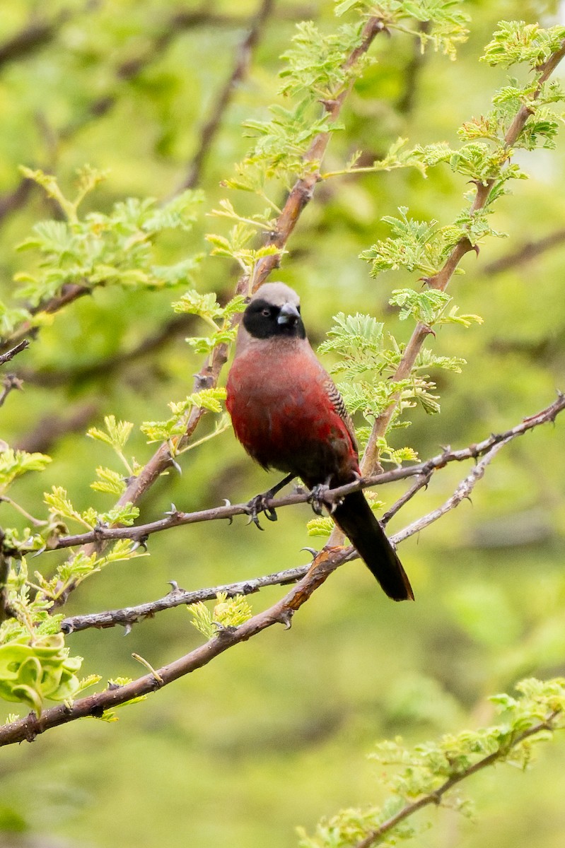 Black-faced Waxbill - ML652008354