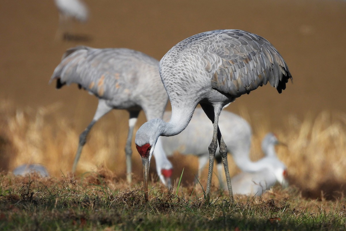 Sandhill Crane - ML652008791