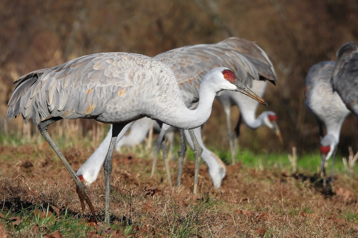 Sandhill Crane - ML652008822