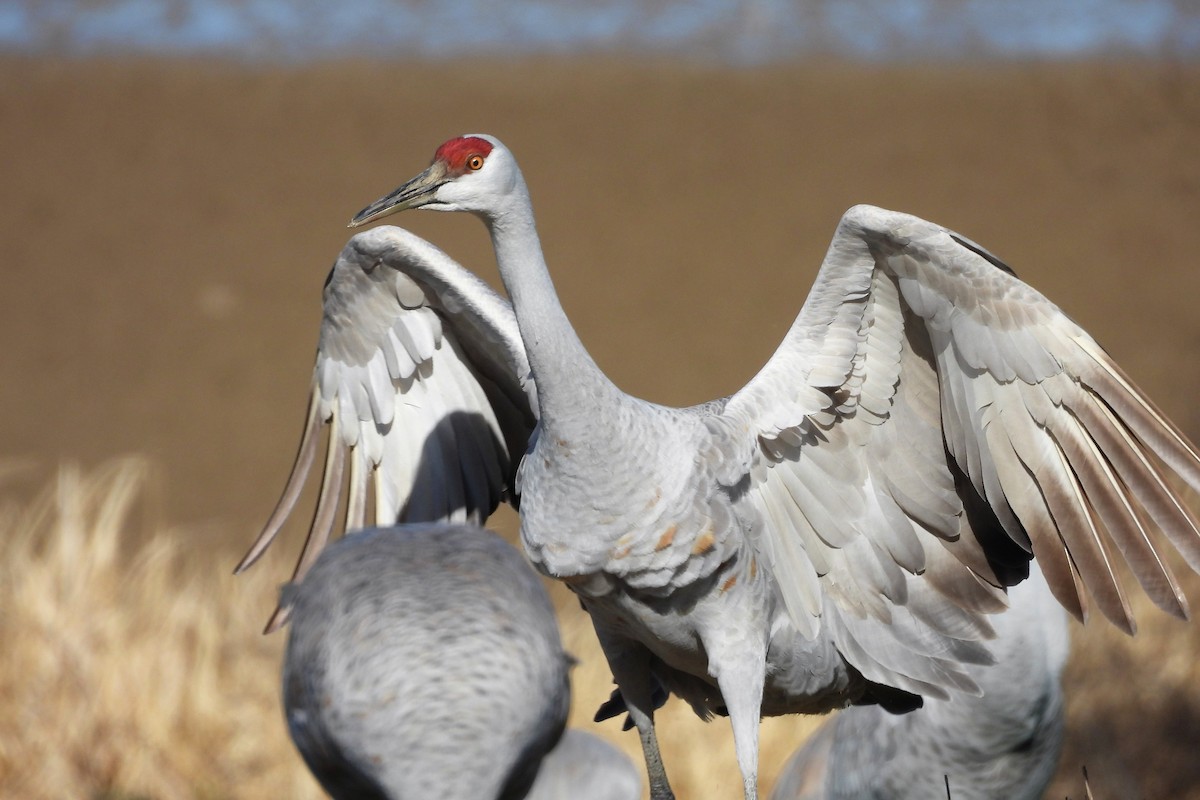 Sandhill Crane - ML652008847