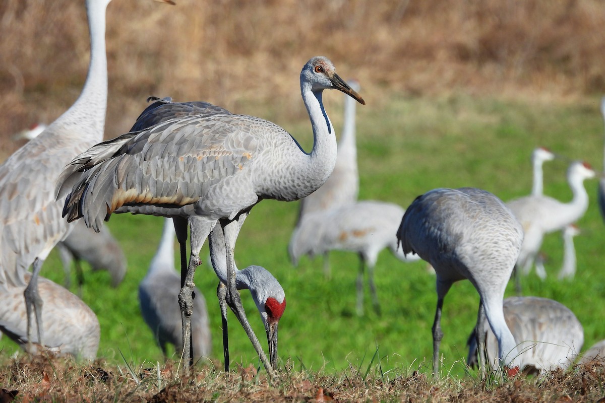 Sandhill Crane - ML652008877