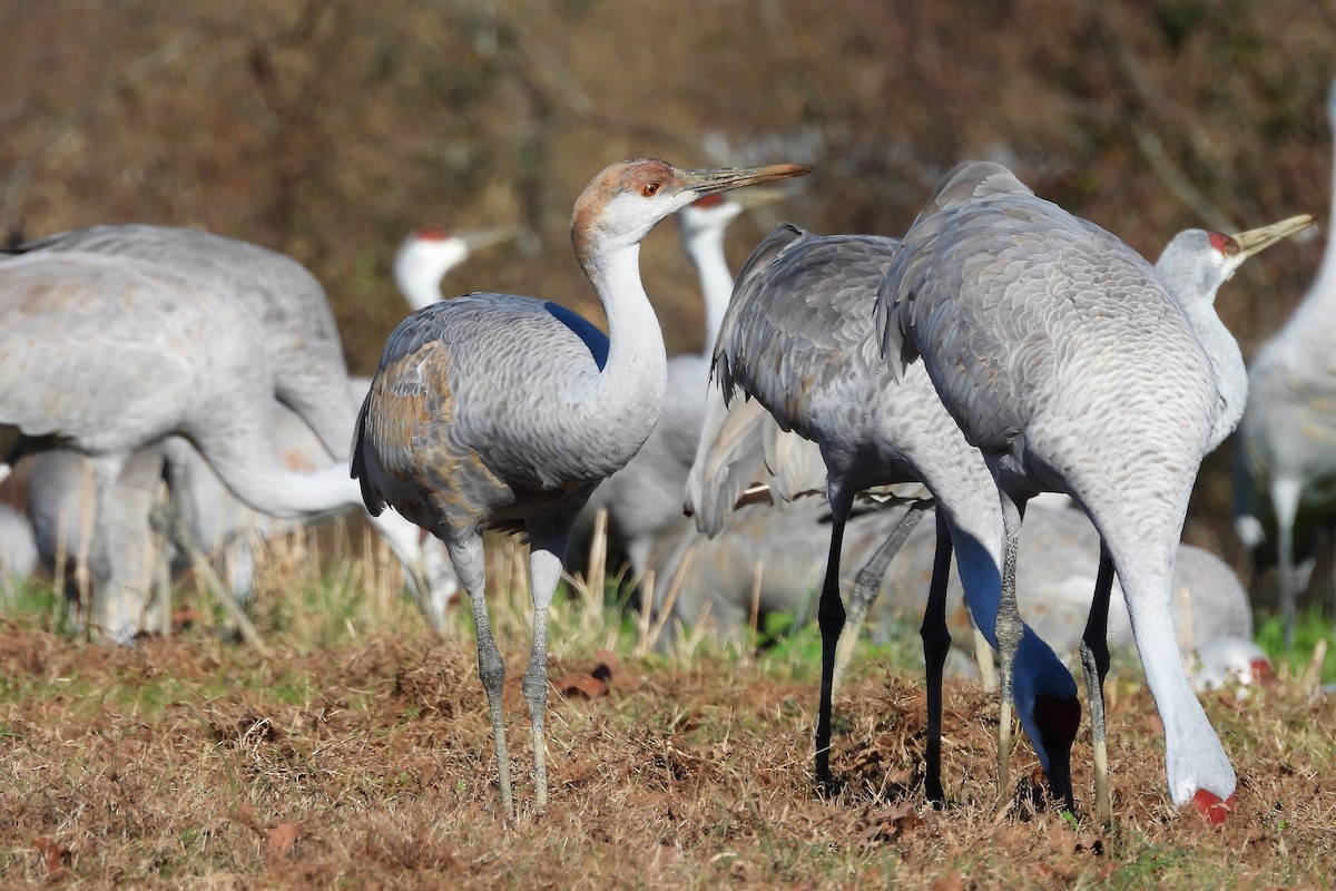 Sandhill Crane - ML652008886