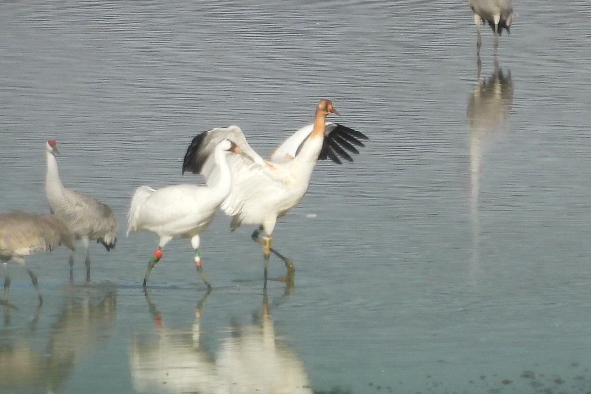 Whooping Crane - ML652008892