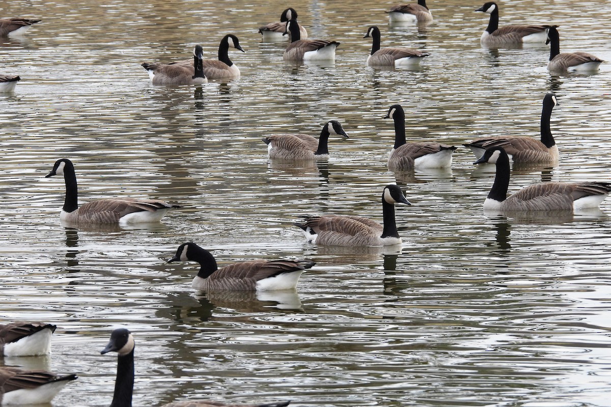 Canada Goose - ML652008952