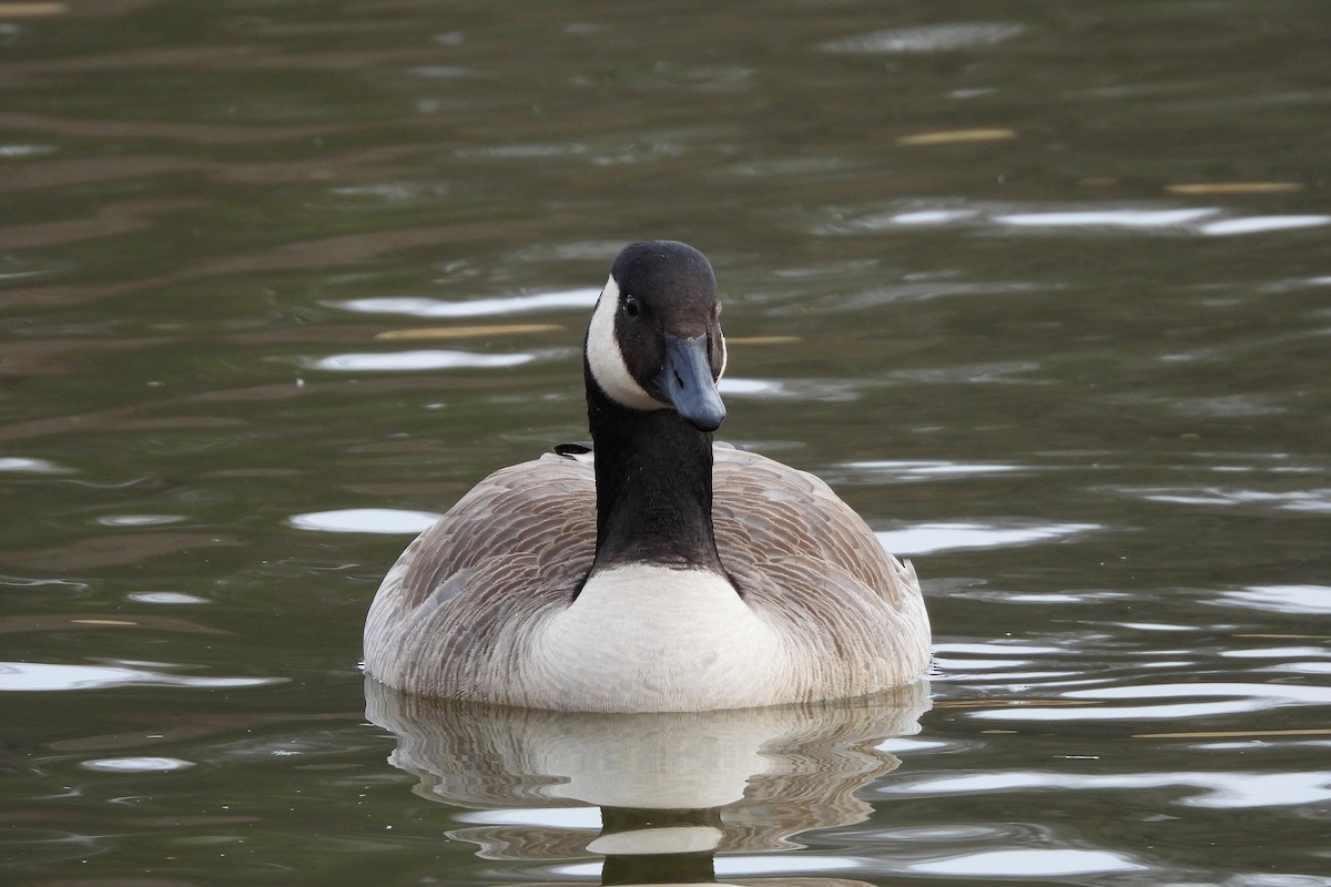 Canada Goose - ML652008957