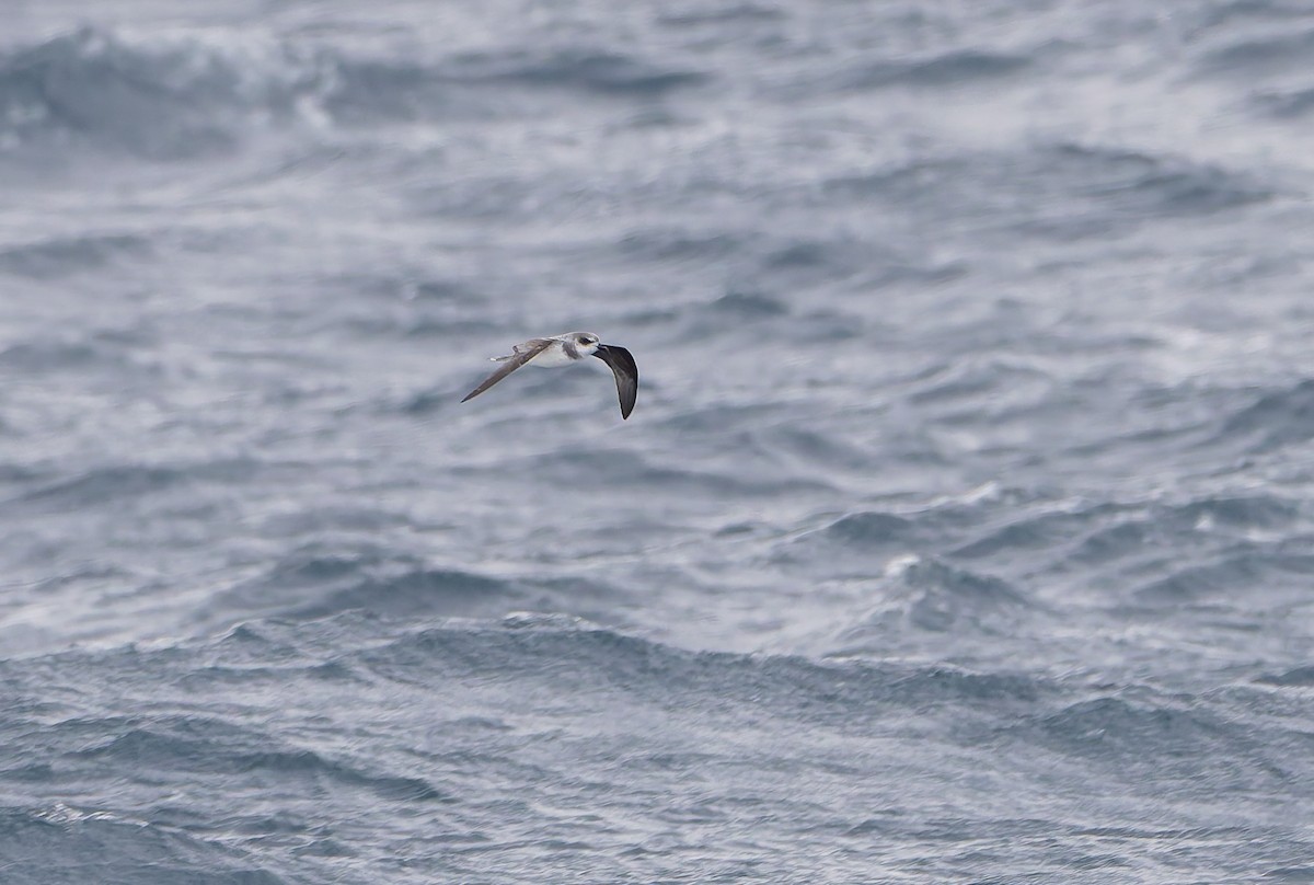 Soft-plumaged Petrel - ML652008984