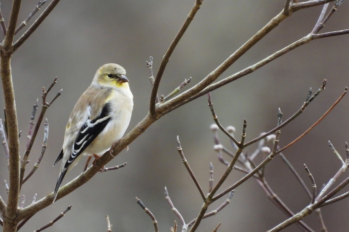 American Goldfinch - ML652009011
