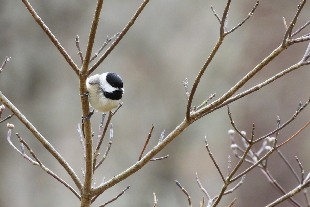 Carolina Chickadee - ML652009022