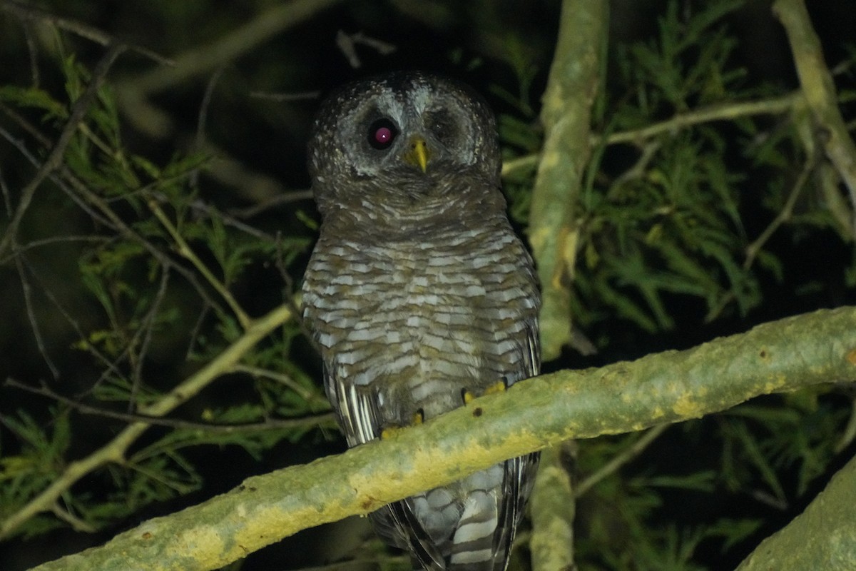 African Wood-Owl - ML652009034