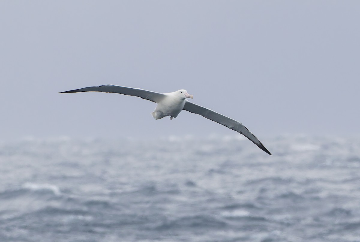 Southern Royal Albatross - ML652009035