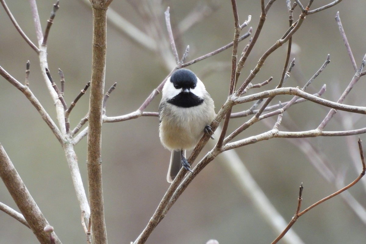 Carolina Chickadee - ML652009036