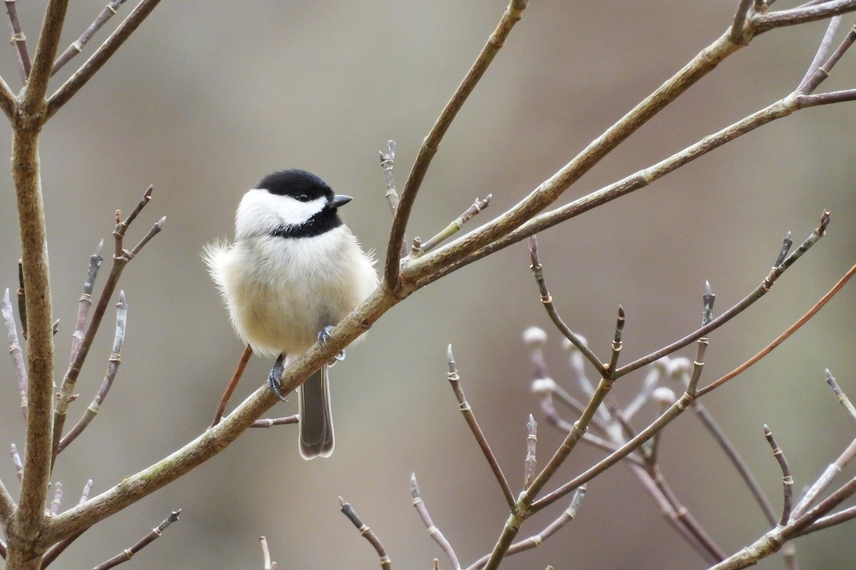Carolina Chickadee - ML652009045