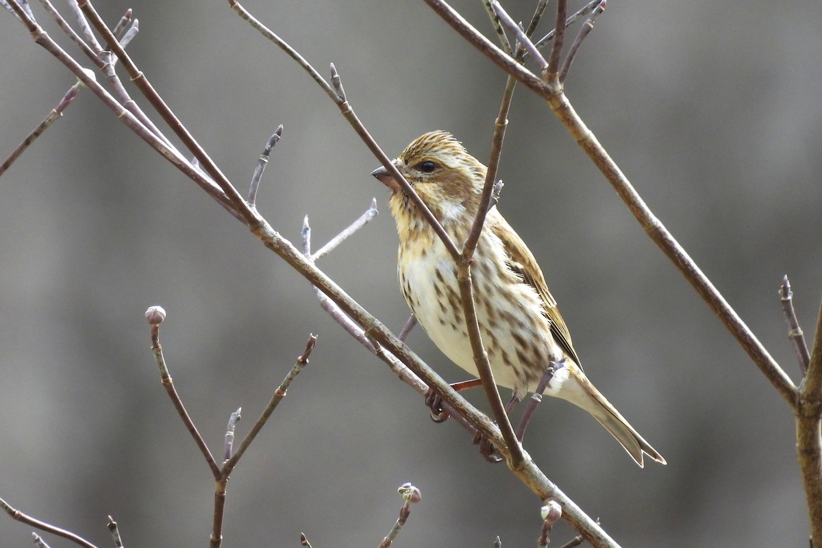 Purple Finch - ML652009049