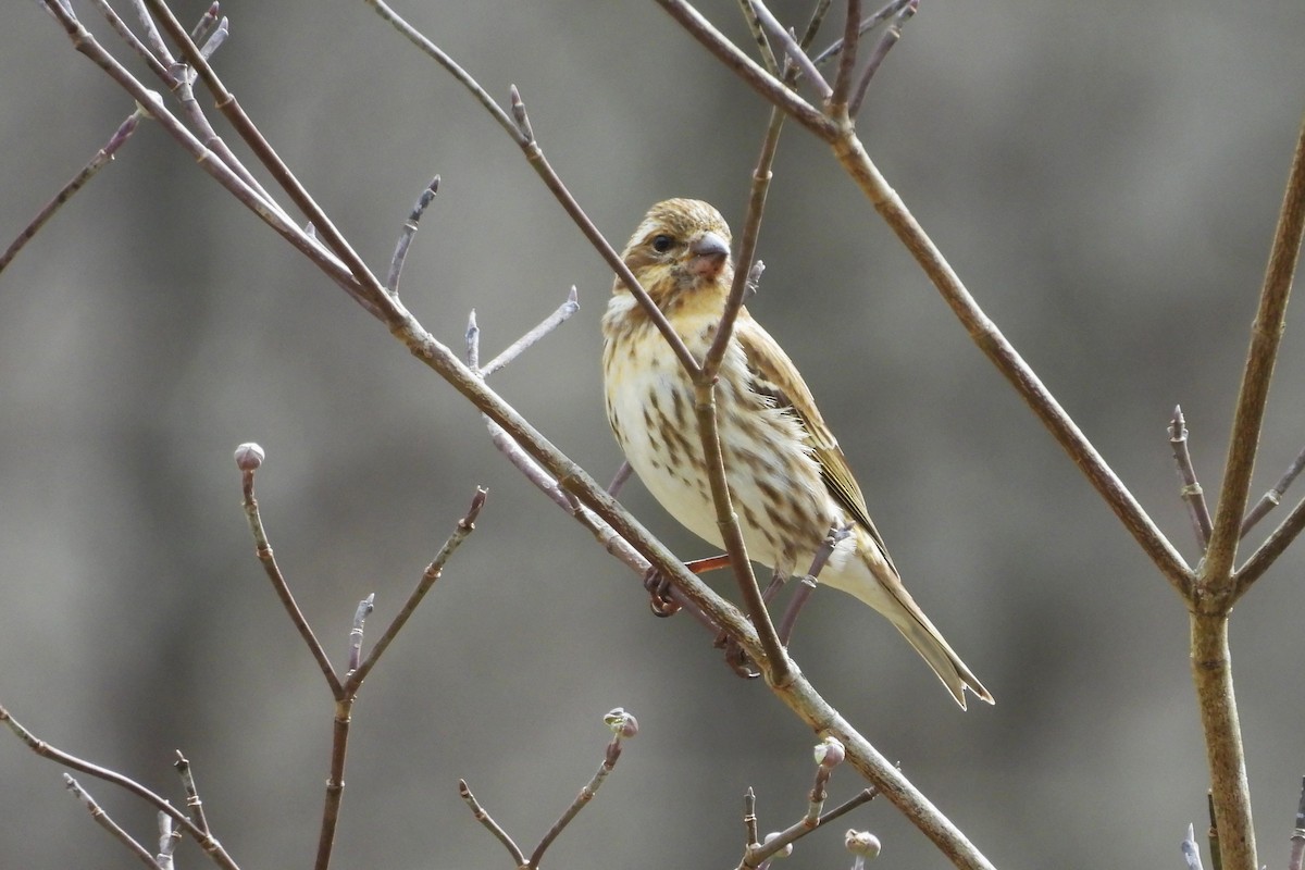 Purple Finch - ML652009051