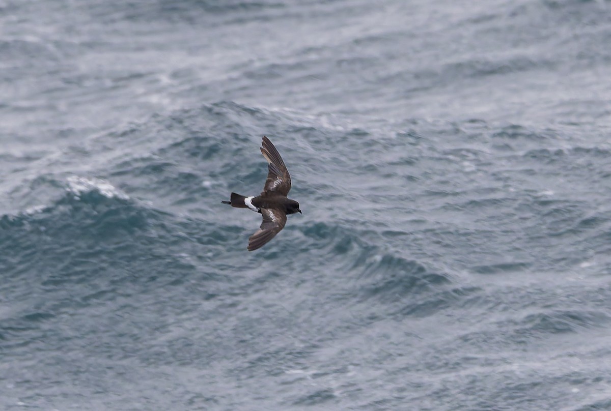 Wilson's Storm-Petrel (Fuegian) - ML652009078
