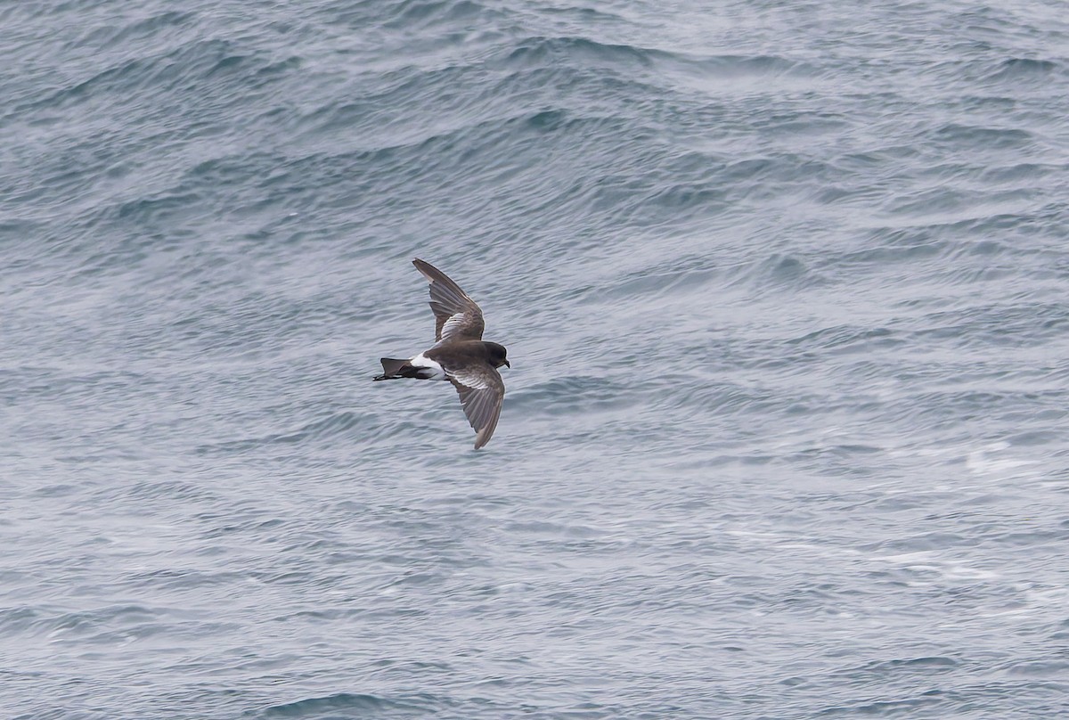 Wilson's Storm-Petrel (Fuegian) - ML652009079