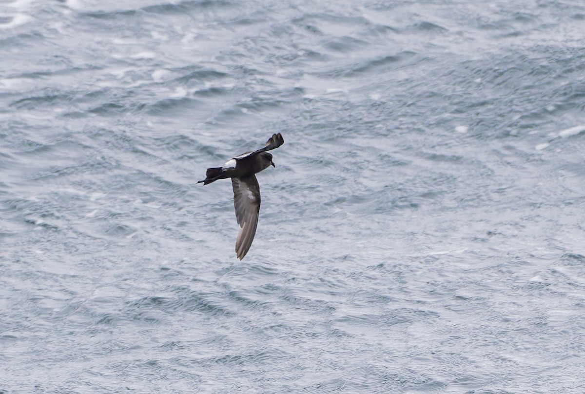 Wilson's Storm-Petrel (Fuegian) - ML652009080