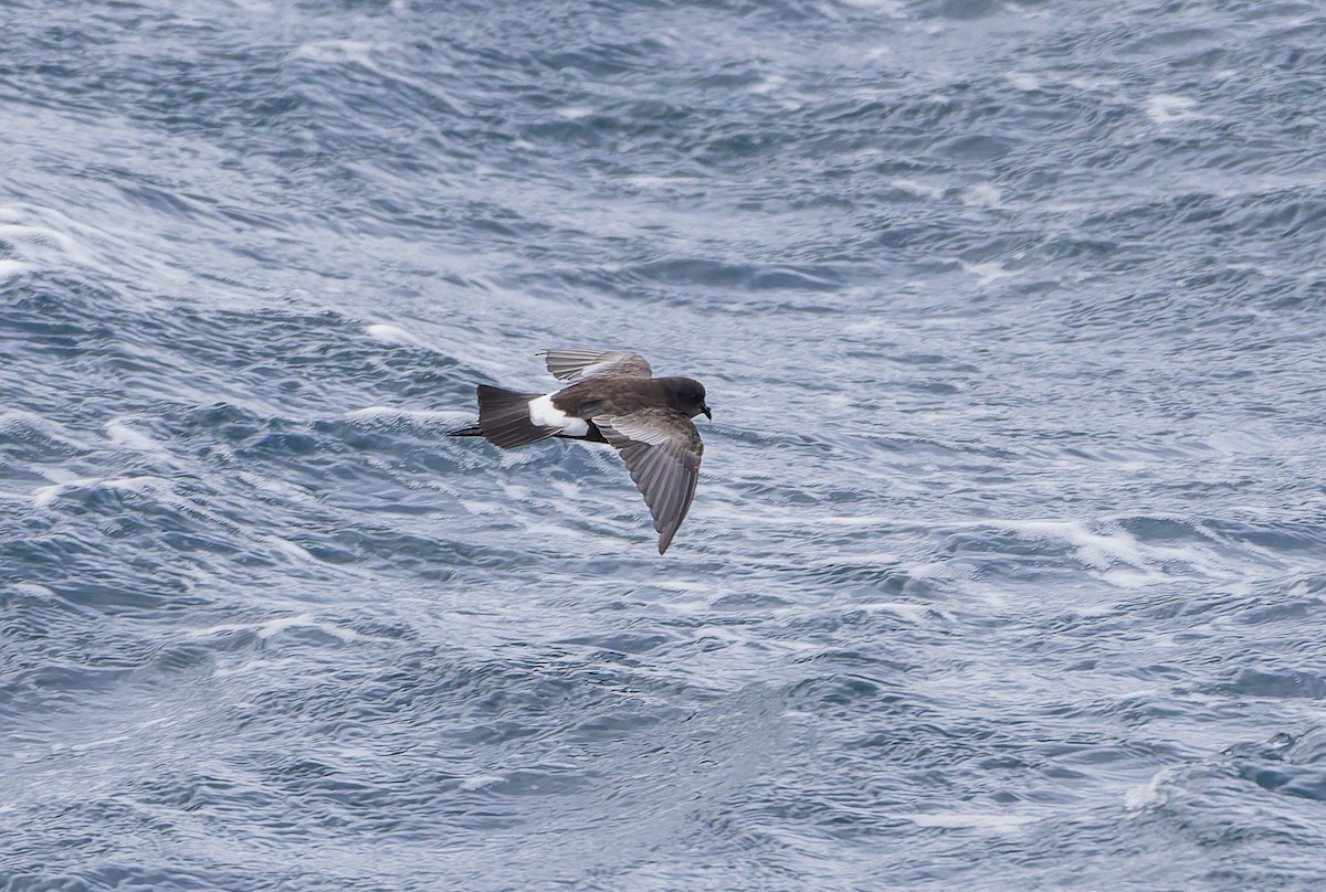 Wilson's Storm-Petrel (Fuegian) - ML652009081