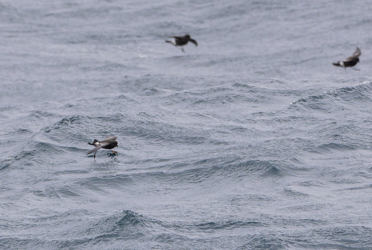 Wilson's Storm-Petrel (Fuegian) - ML652009082