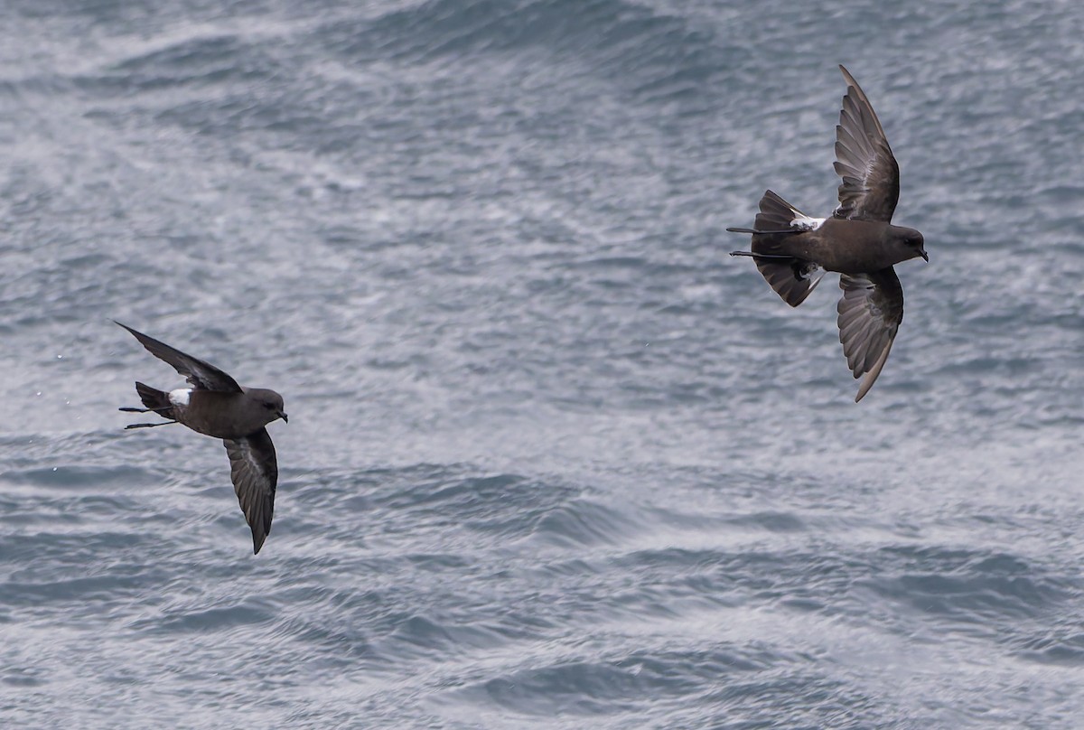 Wilson's Storm-Petrel (Fuegian) - ML652009083