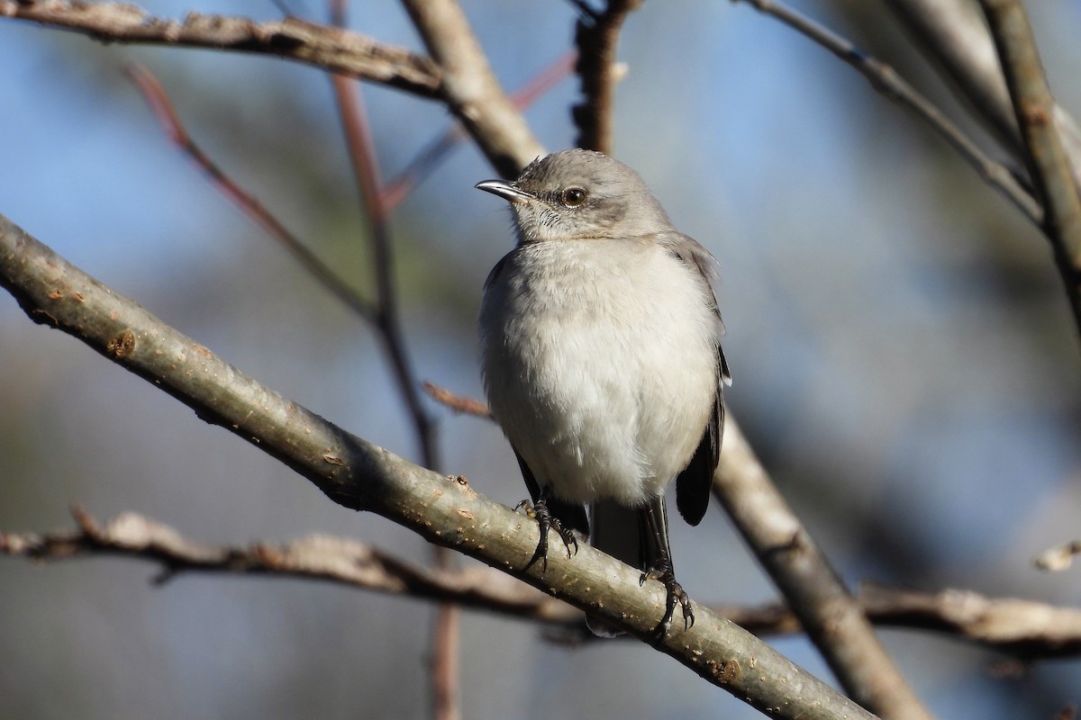 Northern Mockingbird - ML652009126