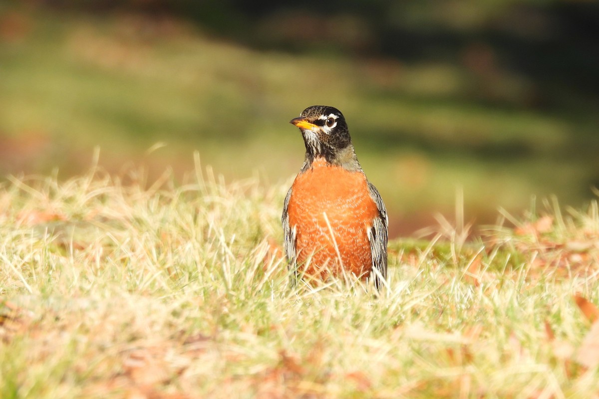 American Robin - ML652009149