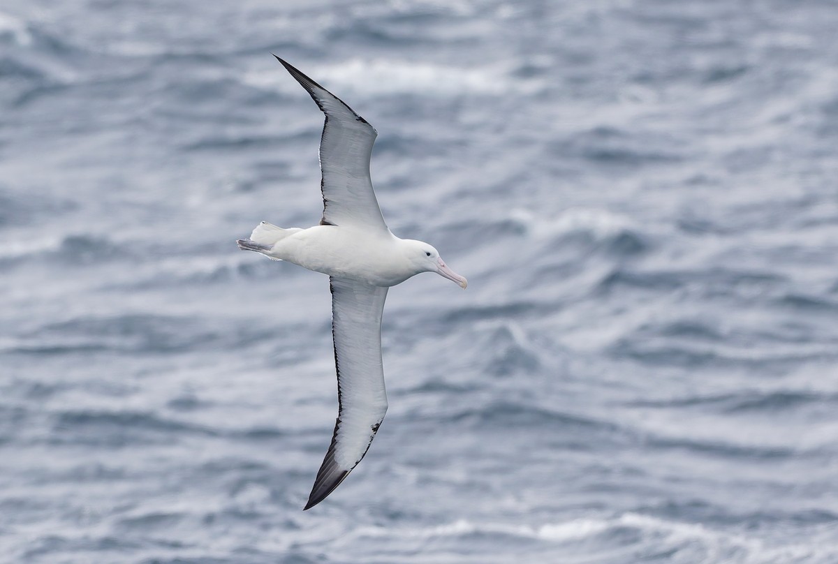 Southern Royal Albatross - ML652009151