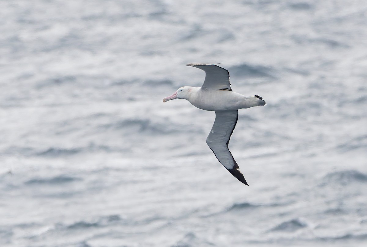Snowy Albatross - ML652009177