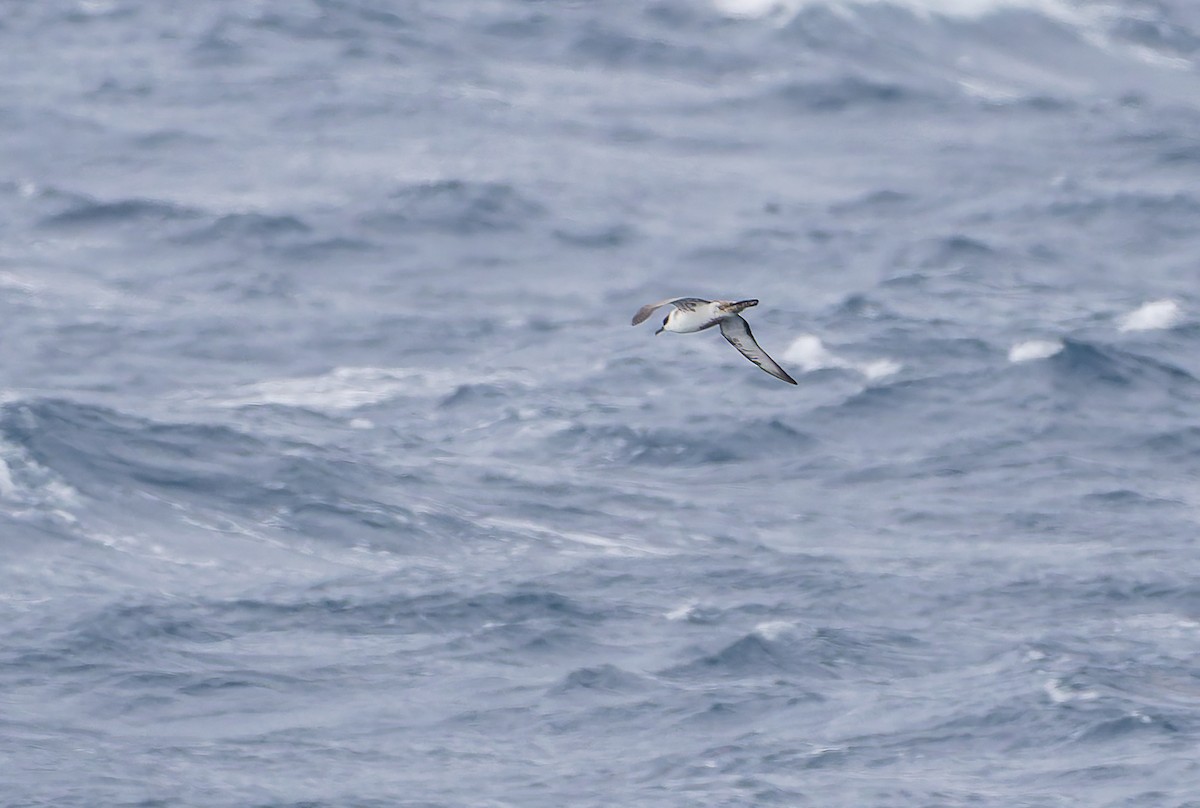 Great Shearwater - ML652009202