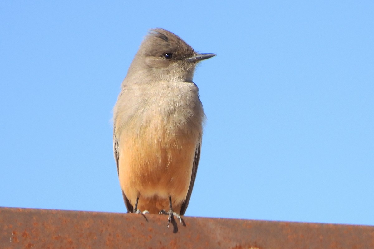 Say's Phoebe - ML652009237