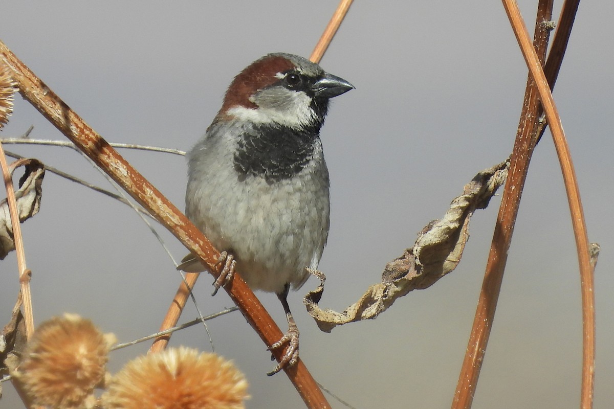 Serçe - ML652009245