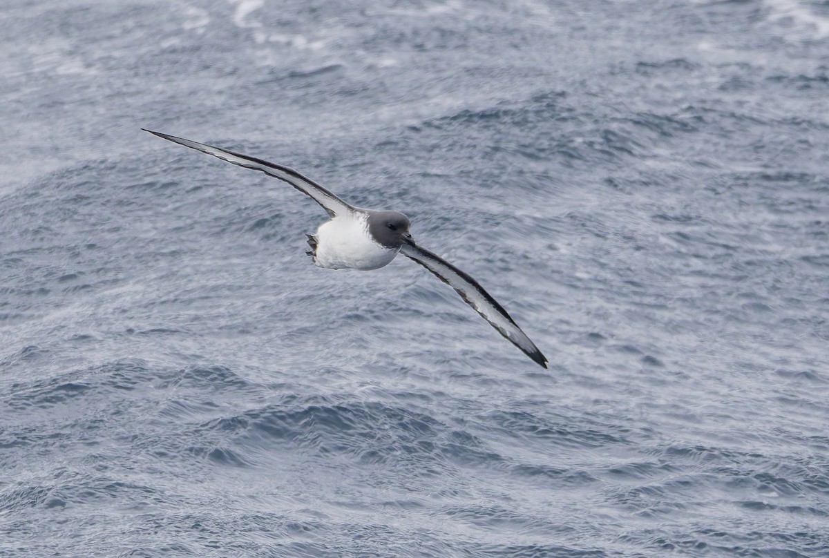 Pintado Petrel (Antarctic) - ML652009259