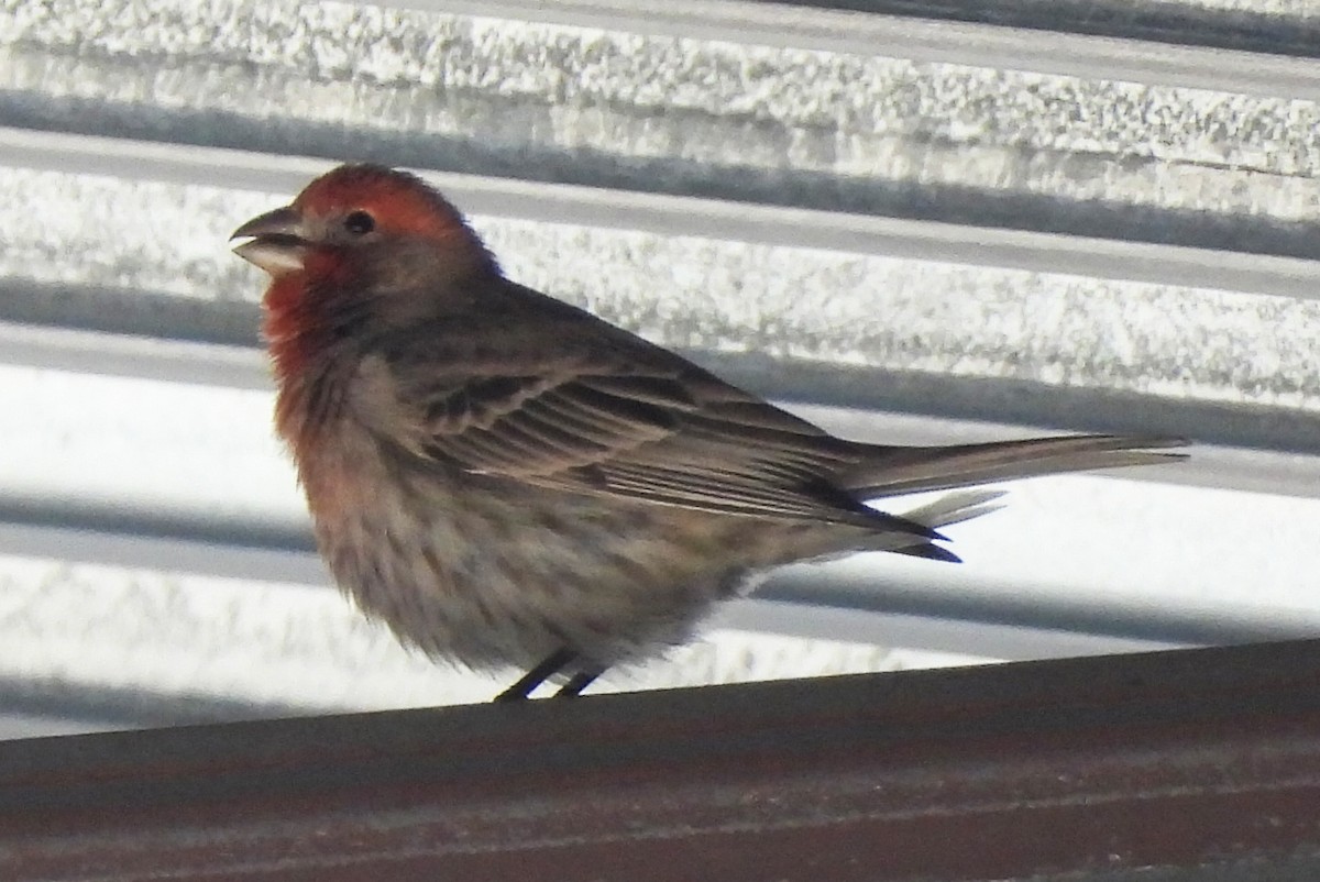 Ev Çütresi - ML652009279